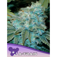 Anesia Seeds - A-Train (Feminized)