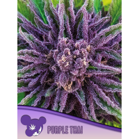 Anesia Seeds - Purple Thai, Landraces (Feminizált)