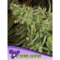 Anesia Seeds - Sour Apple (Feminizált)