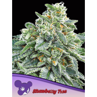 Anesia Seeds - Strawberry Tree (Feminizált)