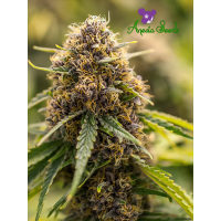 Anesia Seeds - True Gold OG (Feminizált)
