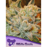 Anesia Seeds - White Runtz (Feminizált)