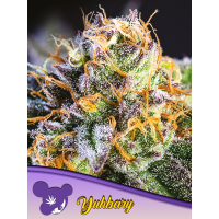 Anesia Seeds - Yuhbary (Feminizált)
