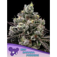 Anesia Seeds-Red Banana Pudding