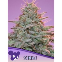 Anesia Seeds-Sinai – a resilent landrace for any climate