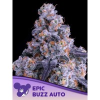 Anesia Seeds-Epic Buzz Auto