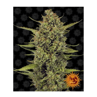 Barney's Farm - Acapulco Gold (Feminizált)