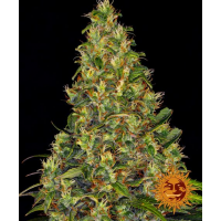 Barney's Farm - Amnesia Haze (Autoflowering)