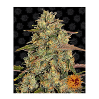 Barney's Farm - Amnesia Lemon (Feminizált)
