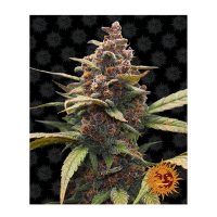 Barney's Farm - Ayahuasca Purple (Feminizált)