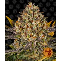 Barney's Farm - Banana Punch (Feminizált)
