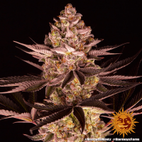 Barney's Farm - Biscotti Mintz (Feminizált)