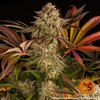 Barney's Farm - Blue Sunset Sherbert (Feminizált)