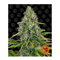 Barney's Farm - Blueberry Cheese (Autoflowering)
