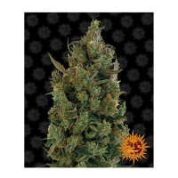 Barney's Farm - Blueberry Cheese (Feminizált)