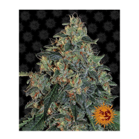 Barney's Farm - Blueberry OG (Feminizált)