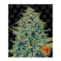 Barney's Farm - CBD Blue Shark (Feminizált)