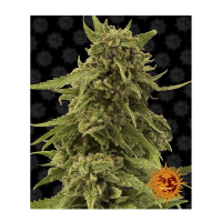 Barney's Farm - CBD Critical Cure (Feminizált)