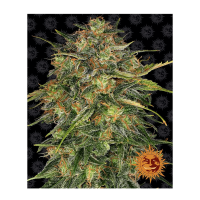 Barney's Farm - Cheese (Feminizált)
