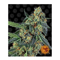 Barney's Farm - Cookies Kush (Feminizált)