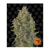 Barney's Farm - Critical Kush (Autoflowering)