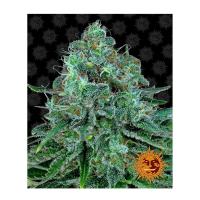 Barney's Farm - Critical Kush (Feminizált)