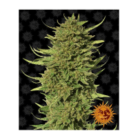 Barney's Farm - Critical Kush (Regular)