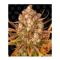 Barney's Farm - Dos Si Dos (Autoflowering)