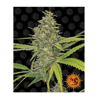 Barney's Farm - G13 Haze (Feminizált)
