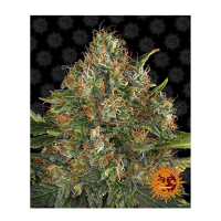 Barney's Farm - G13 Haze (Regular)