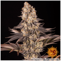 Barney's Farm - Gelato #45 (Feminized) cannabis seeds