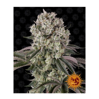 Barney's Farm - Glookies (Feminizált)