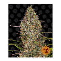 Barney's Farm - Glue Gelato (Autoflowering)