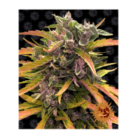 Barney's Farm - Gorilla Glue (Autoflowering)