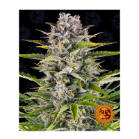 Barney's Farm - Gorilla Zkittlez (Autoflowering)