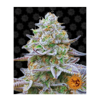 Barney's Farm - Gorilla Zkittlez (Feminizált)