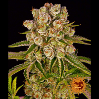 Barney's Farm - Kush Mintz (Feminizált)