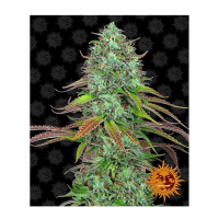 Barney's Farm - LSD (Autoflowering)