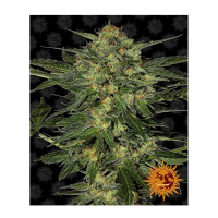 Barney's Farm - LSD (Feminizált)