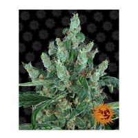 Barney's Farm - Laughing Buddha (Feminizált)