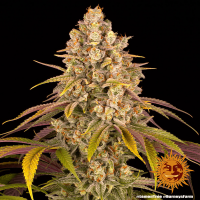 Barney's Farm - Lemon Tree (Feminizált)