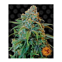 Barney's Farm - Liberty Haze (Feminizált)