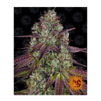 Barney's Farm - Mimosa EVO (Feminizált)
