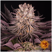 Barney's Farm - Mimosa X Orange Punch (Feminizált)