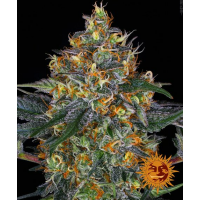 Barney's Farm - Moby Dick (Autoflowering)