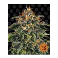 Barney's Farm - Moby Dick (Feminizált)
