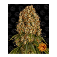 Barney's Farm - Orange Sherbert (Feminizált)