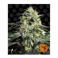 Barney's Farm - Peyote Cookies (Feminizált)