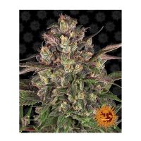 Barney's Farm - Peyote Critical (Feminizált)