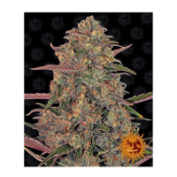 Barney's Farm - Pineapple Chunk (Feminizált)